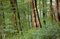 Hüsler Nest Bild 27